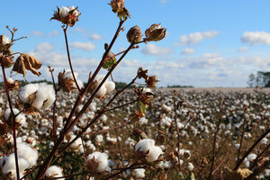 The Future of Organic Cotton Image