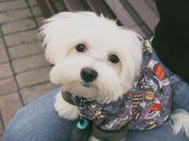 Cute Clothing Options for Your Dog or Cat Image