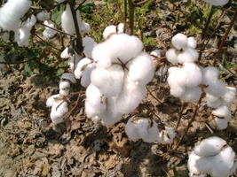 What is Organic Cotton? Image